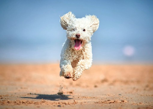 Dog-friendly beaches near Blackpool