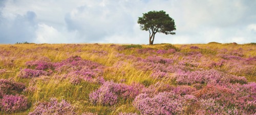 9. Explore the Great Wood in the Quantock Hills