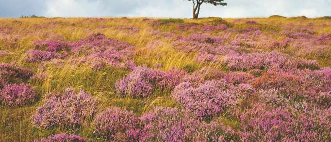 1. Kilve and East Quantoxhead walk 