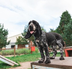 Bark Yards at Haven holiday parks