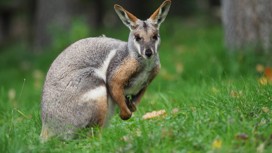 Pettitts Animal Adventure Park 