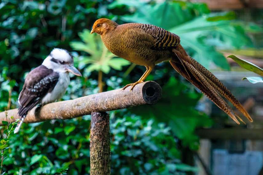 3. Abbotsbury Subtropical Gardens 