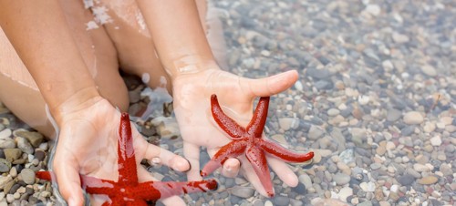 1. Get hands on with a Starfish