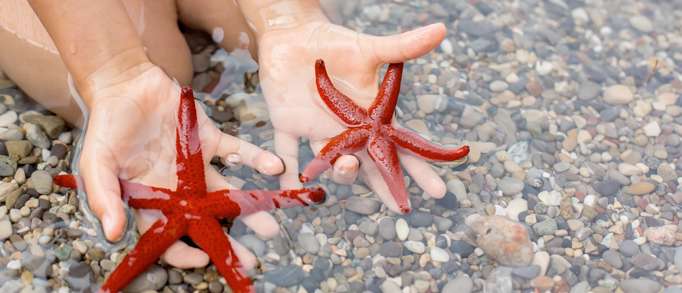 1. Get hands on with a Starfish