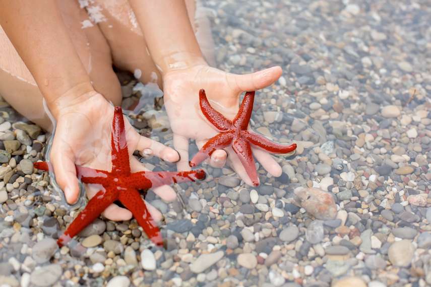 1. Get hands on with a Starfish