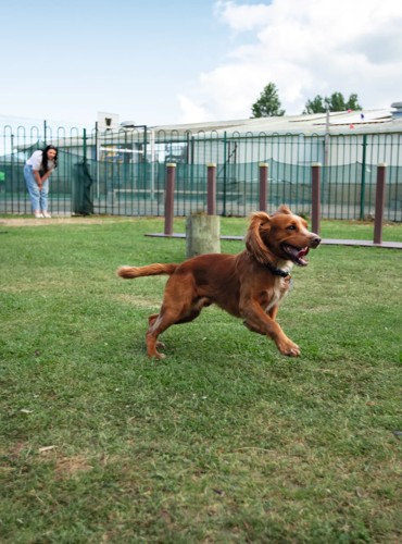 A dog being playful at the Adventure Village
