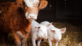 A cow and pigs on a farm