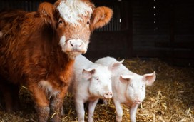 A cow and pigs on a farm