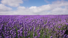 Cornish Lavender