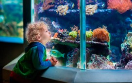 Blue Reef Aquarium, Newquay