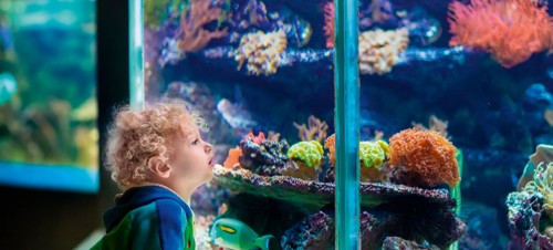 3. Blue Reef Aquarium 