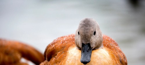 2. Pensthorpe Natural Park  