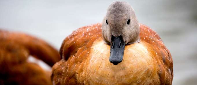 2. Pensthorpe Natural Park  