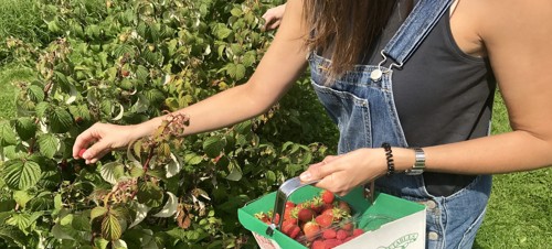 12. Galley Hill Farm and Fruits