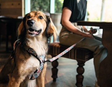 A dog keeping its owner company in the restaurant at Kent Coast in Kent
