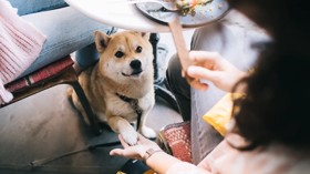 Generic dog in cafe