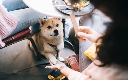 Generic dog in cafe