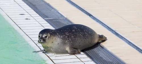 7. Skegness Natureland Seal Sanctuary