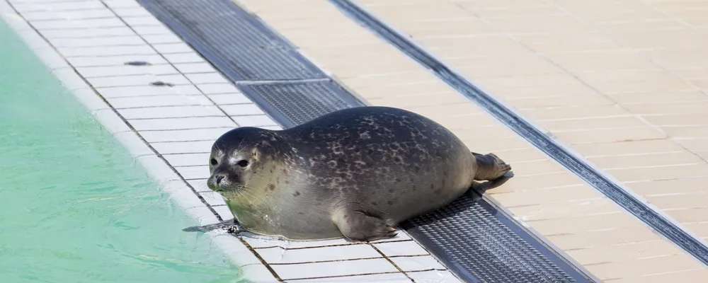 7. Skegness Natureland Seal Sanctuary