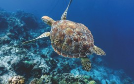 Visit the Sealife Centre