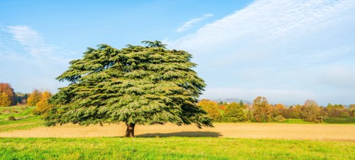Lullingstone Country Park