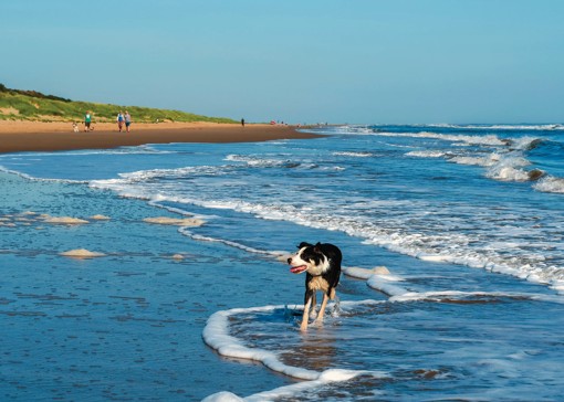Dog-friendly beaches in Lincolnshire