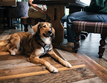 Dog-friendly dining