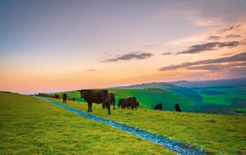 Explore the beautiful South Downs