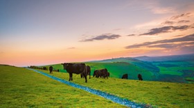 Explore the beautiful South Downs