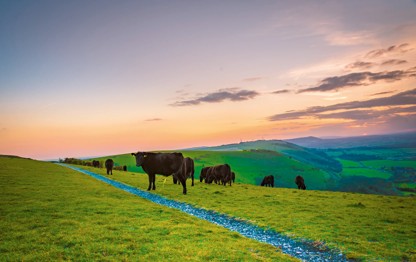 Explore the beautiful South Downs