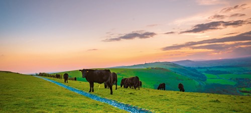 Explore the beautiful South Downs