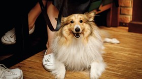 Dog relaxing in generic pub