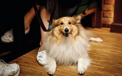 Dog relaxing in generic pub