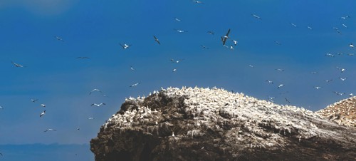Grassholm Island