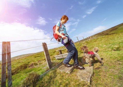 Dog-friendly things to do in Northumberland