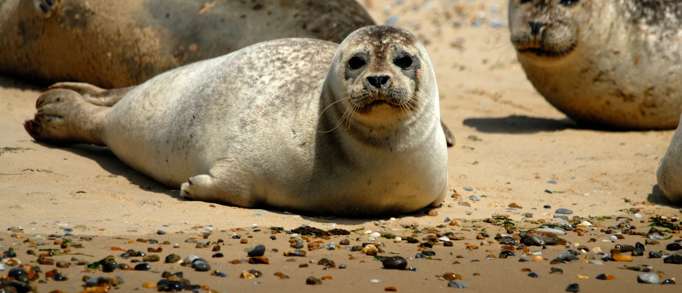 1. Natureland Seal Sanctuary 