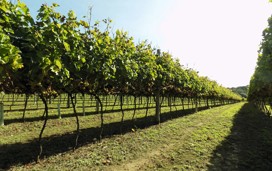 Tinwood Estate Vineyard, Chichester