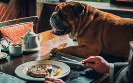 A pub lunch with the dog