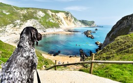 Dog-friendly beaches near Bournemouth