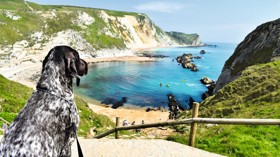 Dog-friendly beaches near Bournemouth