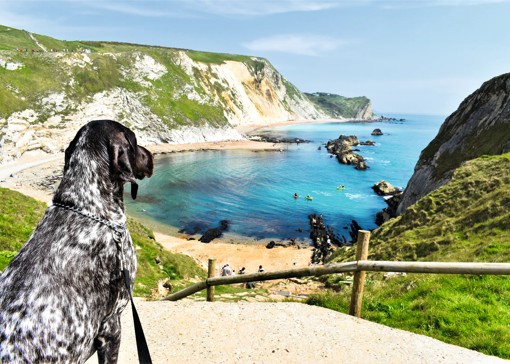 Dog-friendly things to do in Dorset