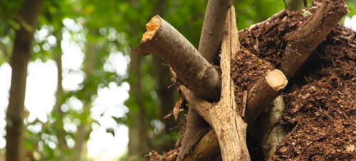 Den Building