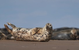 Lincolnshire grey seals