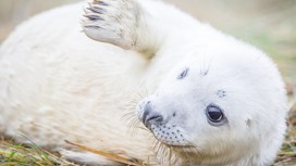 Seal Sanctuary and Wildlife Centre 