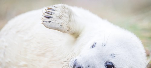 Seal Safari