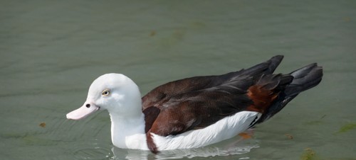 5. WWT Arundel Wetland Centre