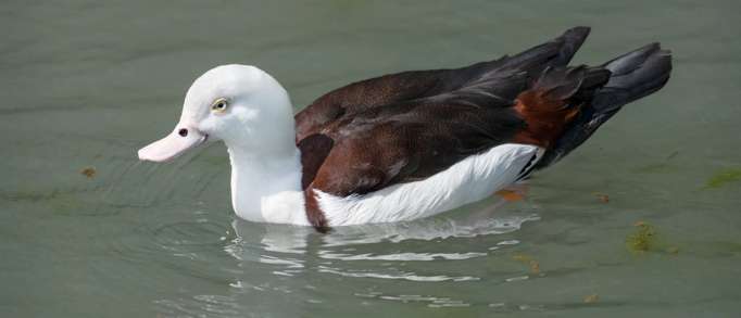7. WWT Arundel
