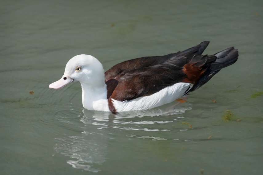 5. WWT Arundel Wetland Centre