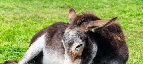 3. The Flicka Foundation Donkey Sanctuary 