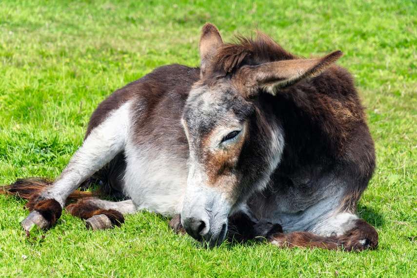 3. The Flicka Foundation Donkey Sanctuary 